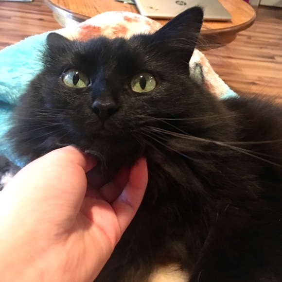 Meet your Posher, Chloe - Picture 1 of 1